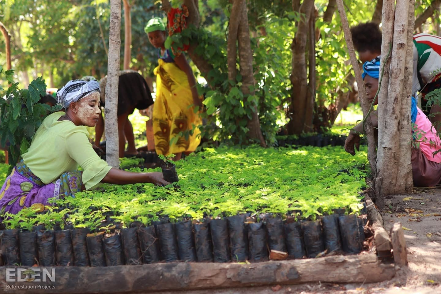 Aerial view of reforestation