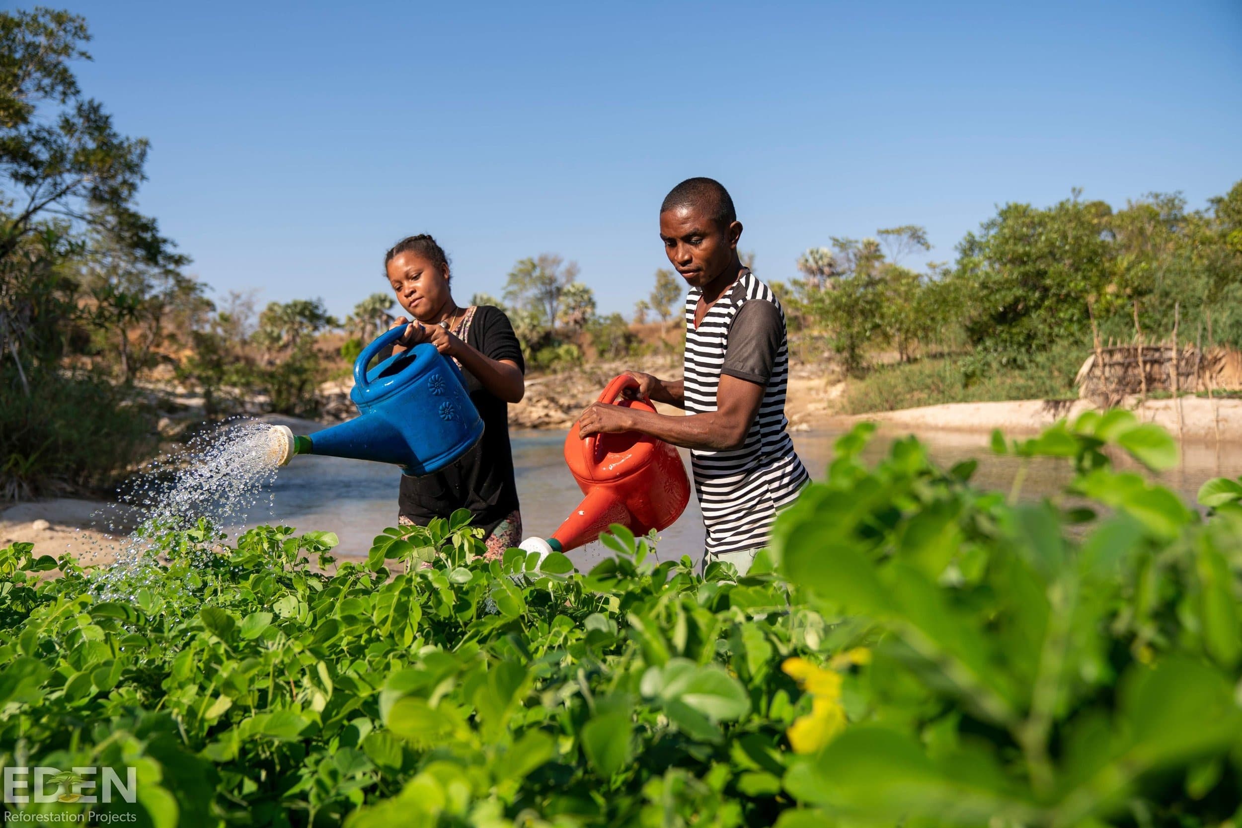 Reforestation in Madagascar