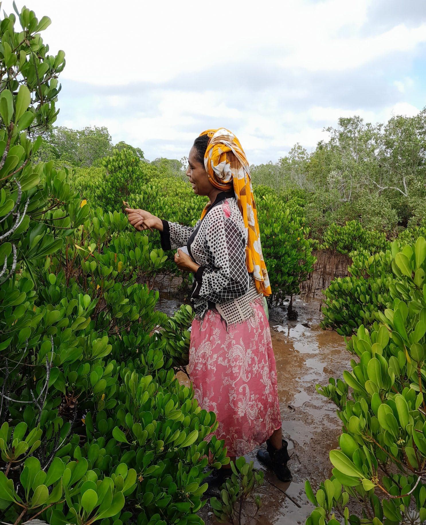 Mangrove reforestation in Madagascar