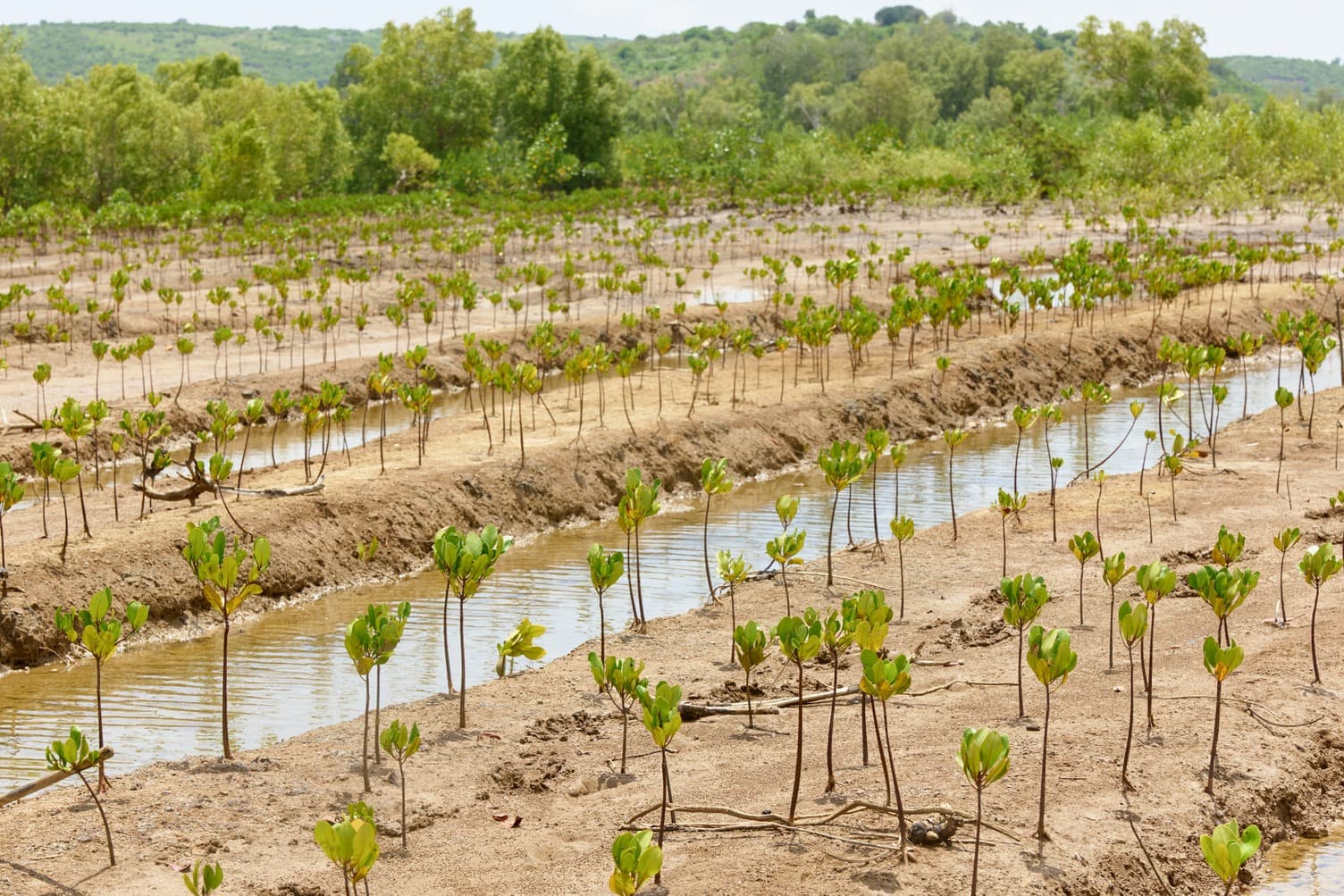 Eastern Africa Mangrove Restoration