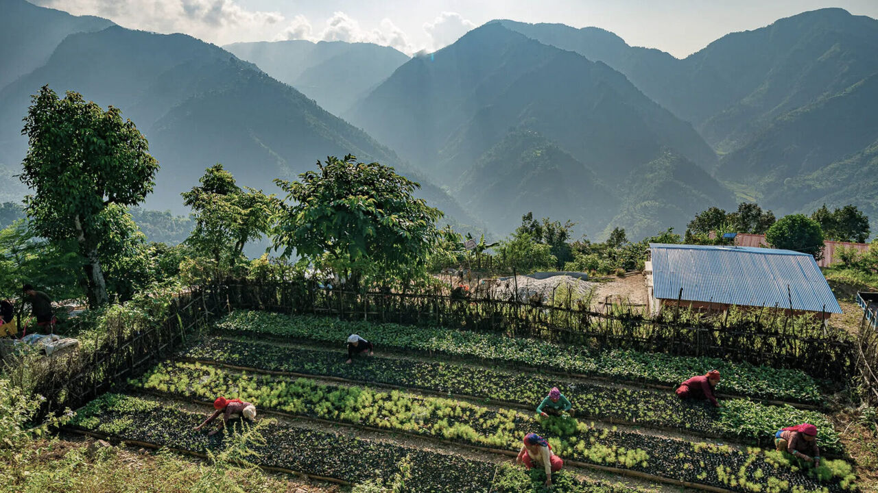 Nepal forest reforestation project